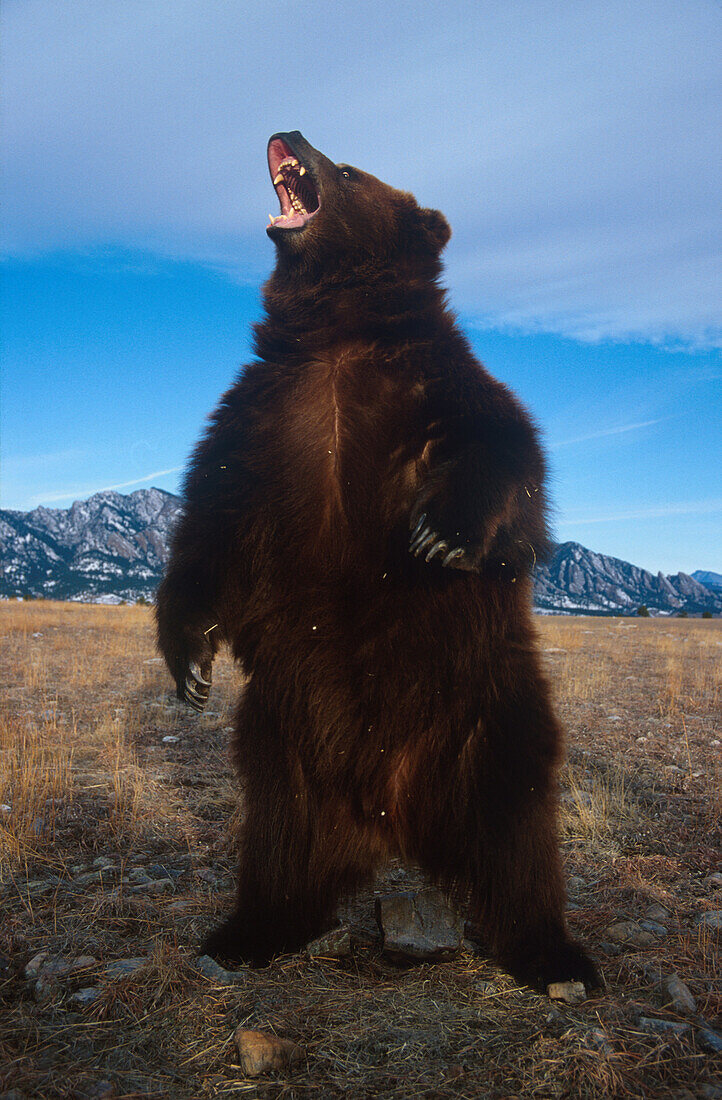Kodiak bear