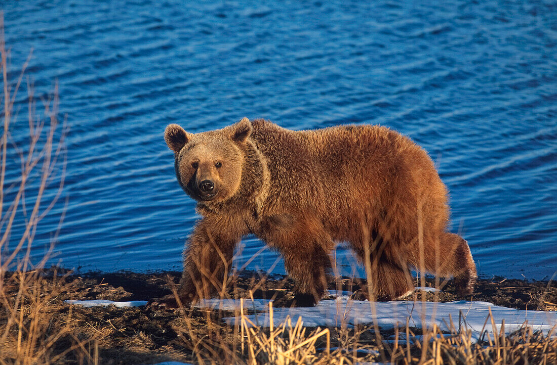 Braunbär winkt, Ursus arctos, Nordamerika