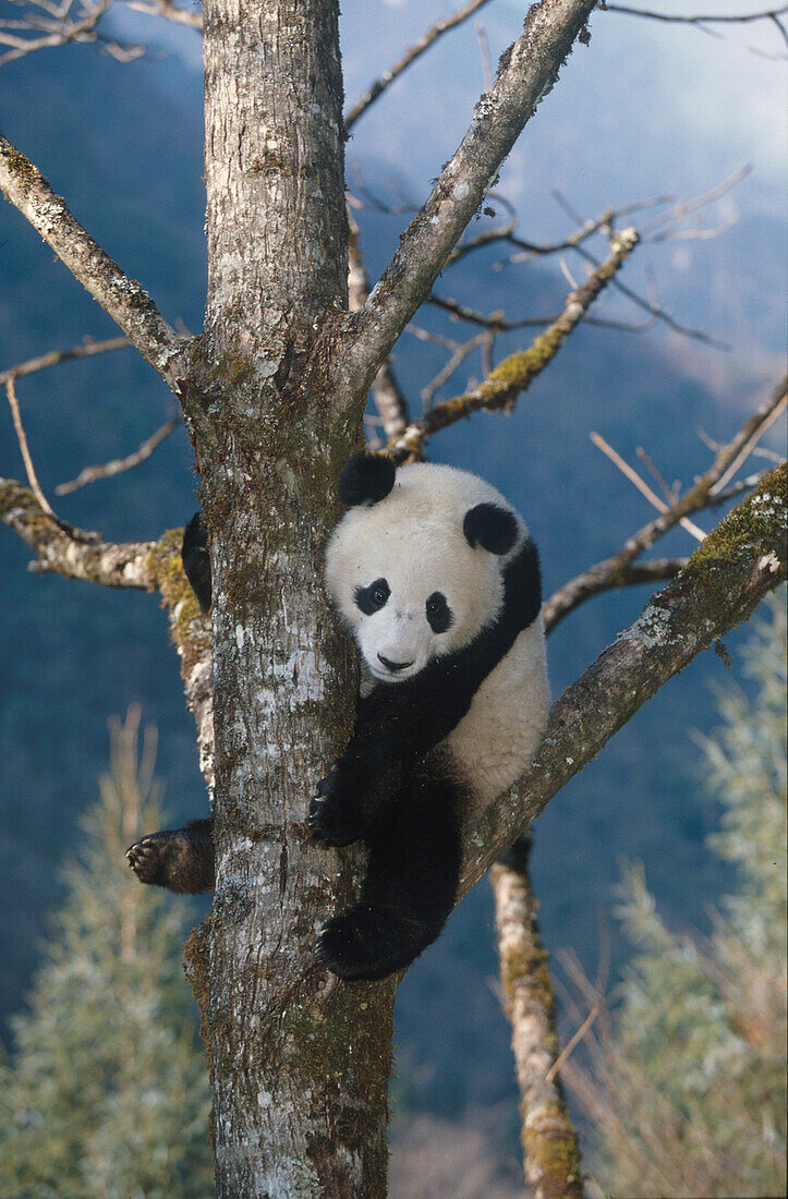 Grosser Pandabaer China