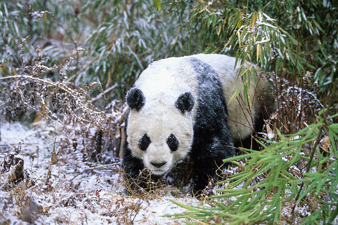 Great Panda in Winter, Wolong Valley, China