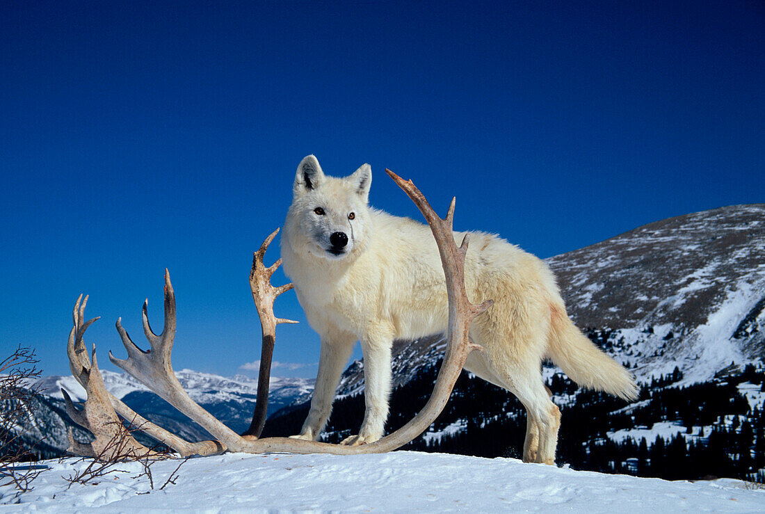 Weißer Timberwolf