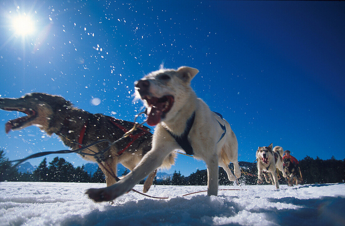Hundeschlitten und Fahrer in Action, aufgewirbelter Schnee