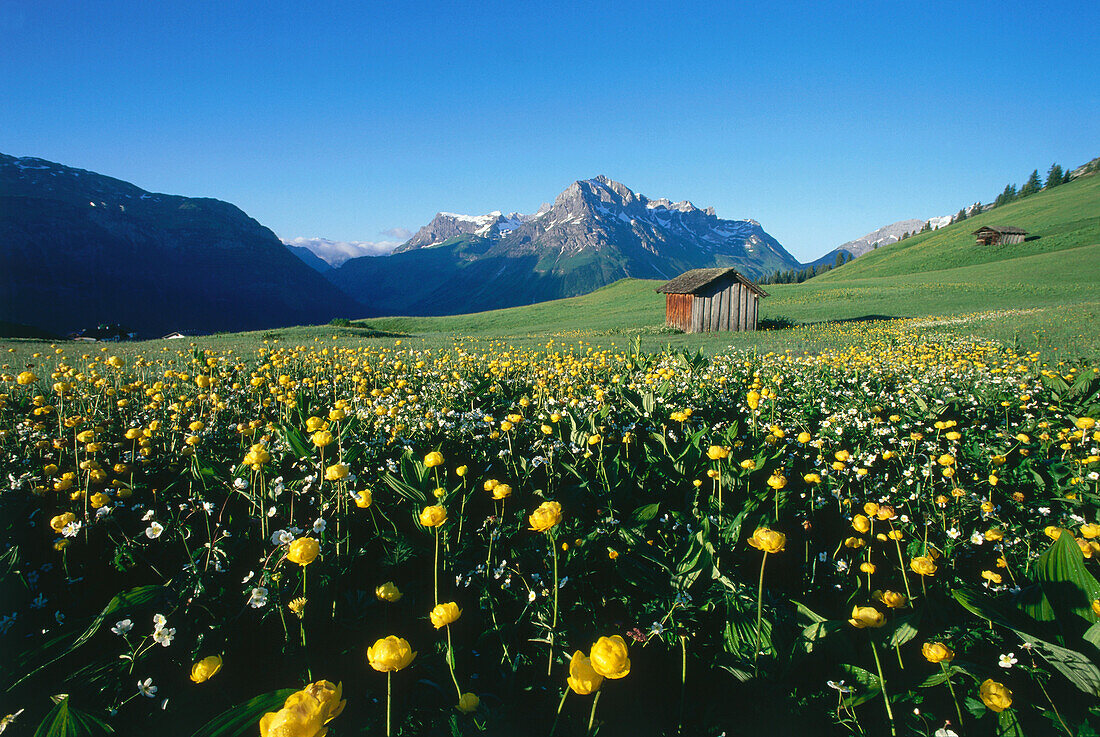 Mountain meadow with yellow flowers, Upper Bavaria, Germany