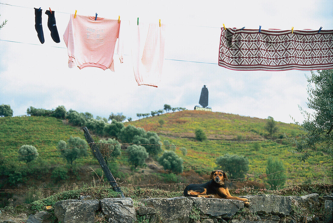 Hund und Wäscheleine, Douro Tal, Portugal