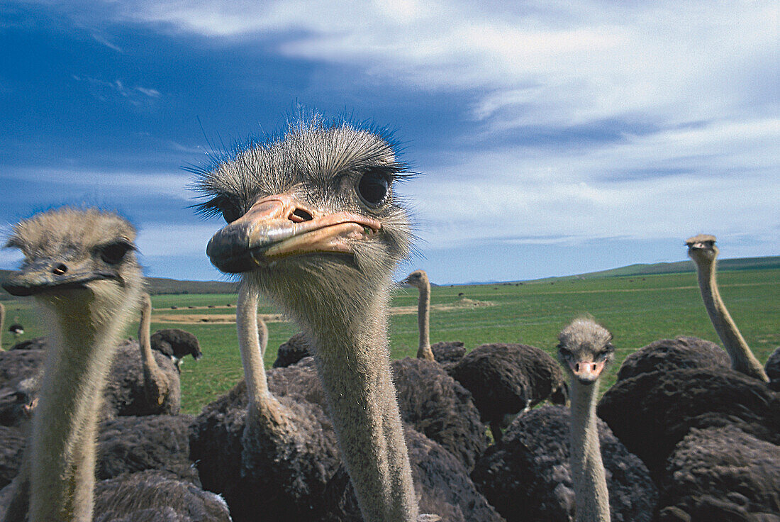 Straussenfarm, Suedafrika