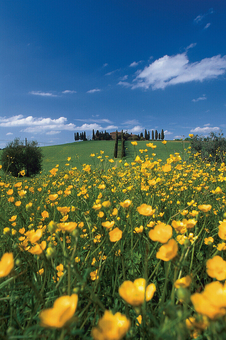 Blumenwiese unter blauem Himmel, Toskana, Italien