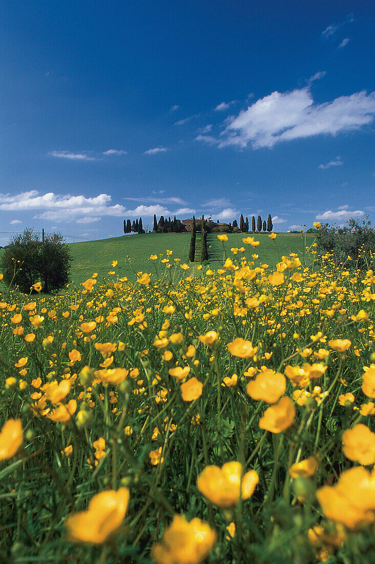 Flower meadow under blue sky, Tuscany, Italy