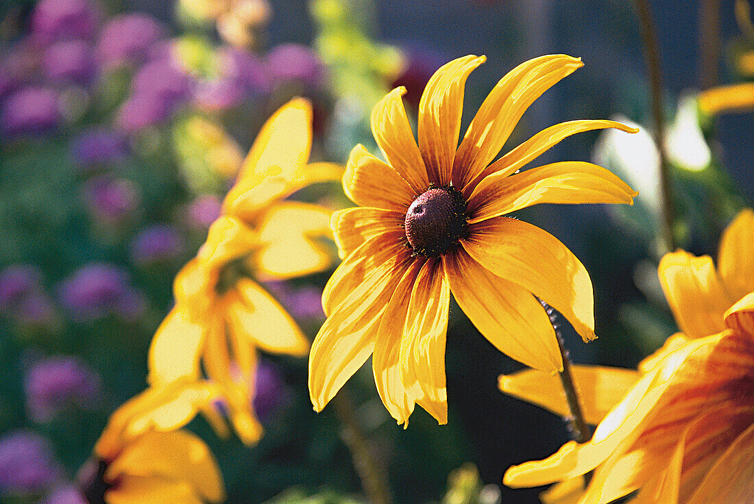 Blume, Sonnenhut