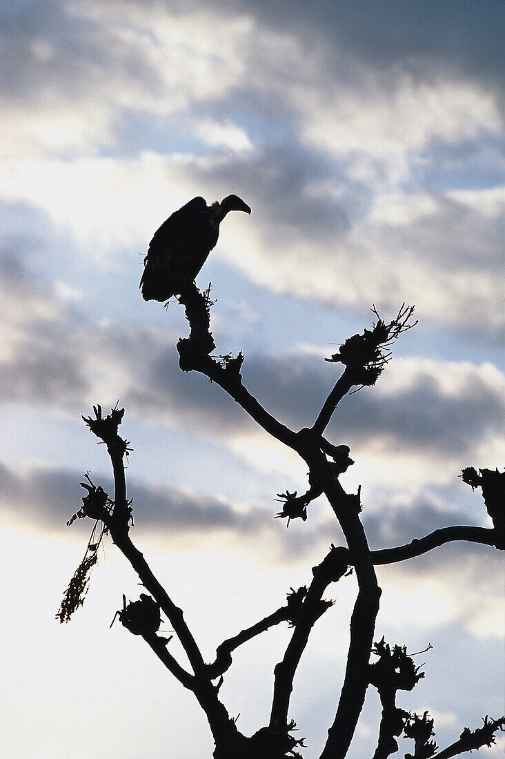 Geier auf Baum