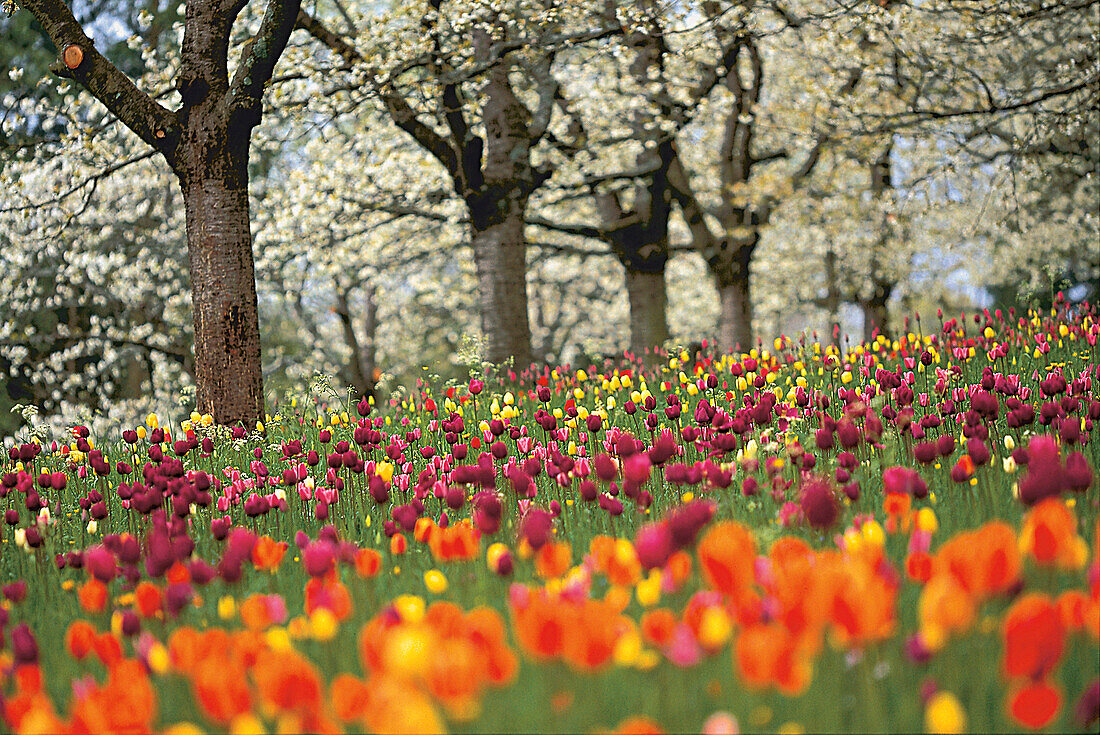 Tulpenwiese