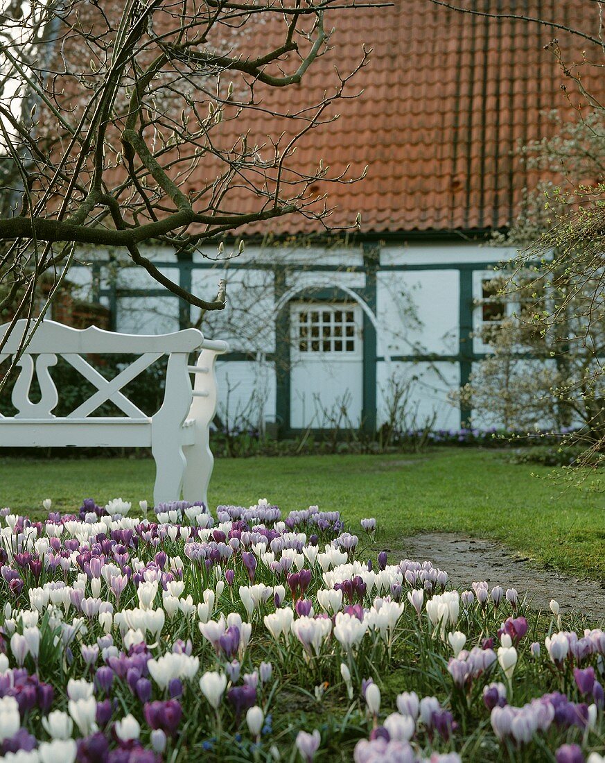 Crocuses in the garden of a country house