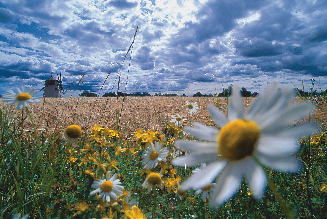 Wiese und Landschaft, Gotland, Schweden