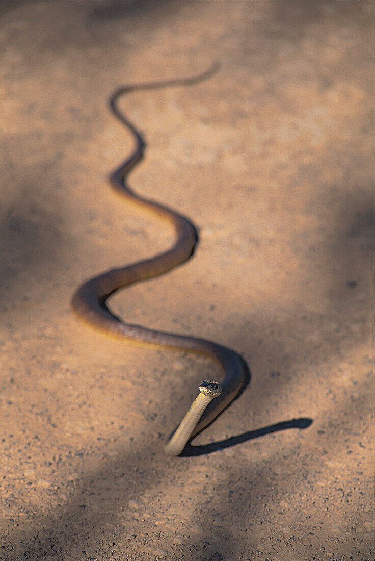 Schlange, Slaty Grey Queensland, Australien