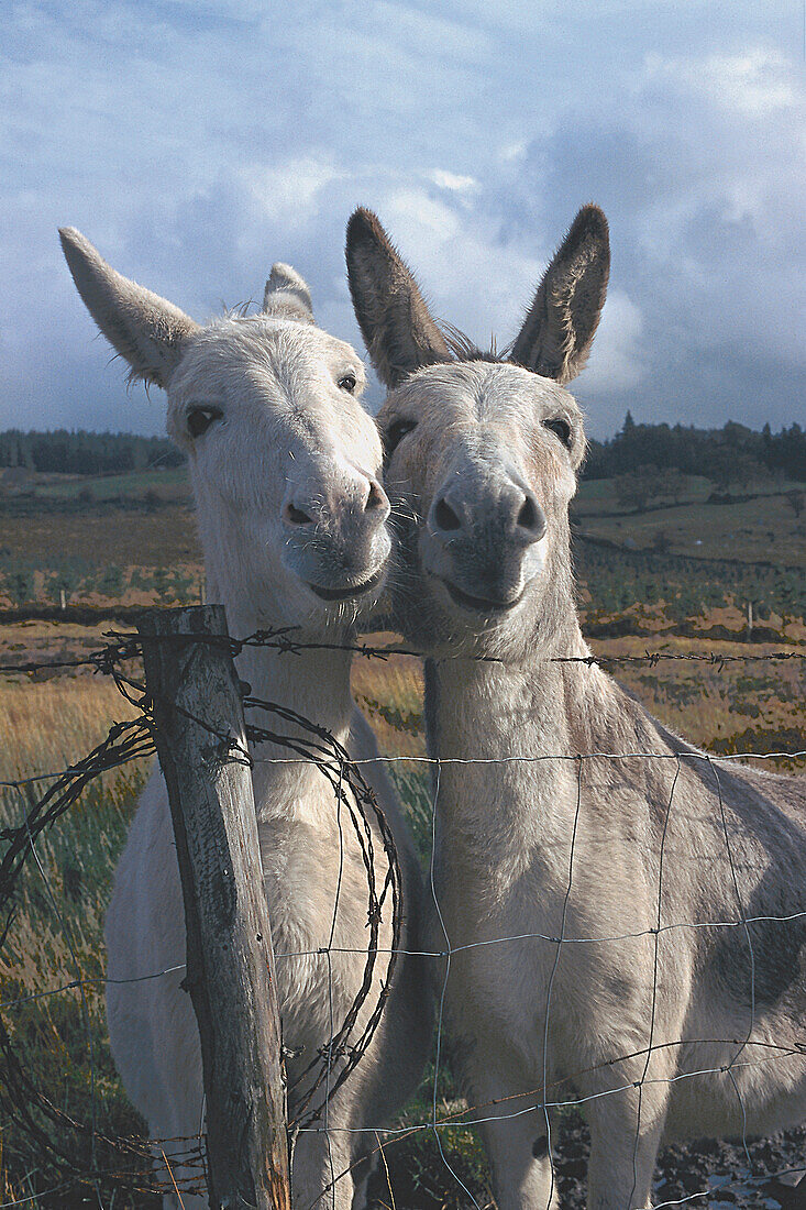 Two donkeys at a fence, Ring of Kerry, County Kerry, Ireland, Europe