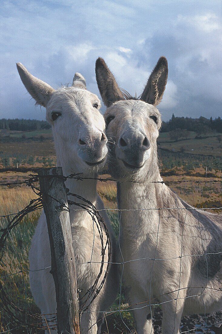 Zwei Esel am Weidezaun, Ring of Kerry, County Kerry, Irland, Europa