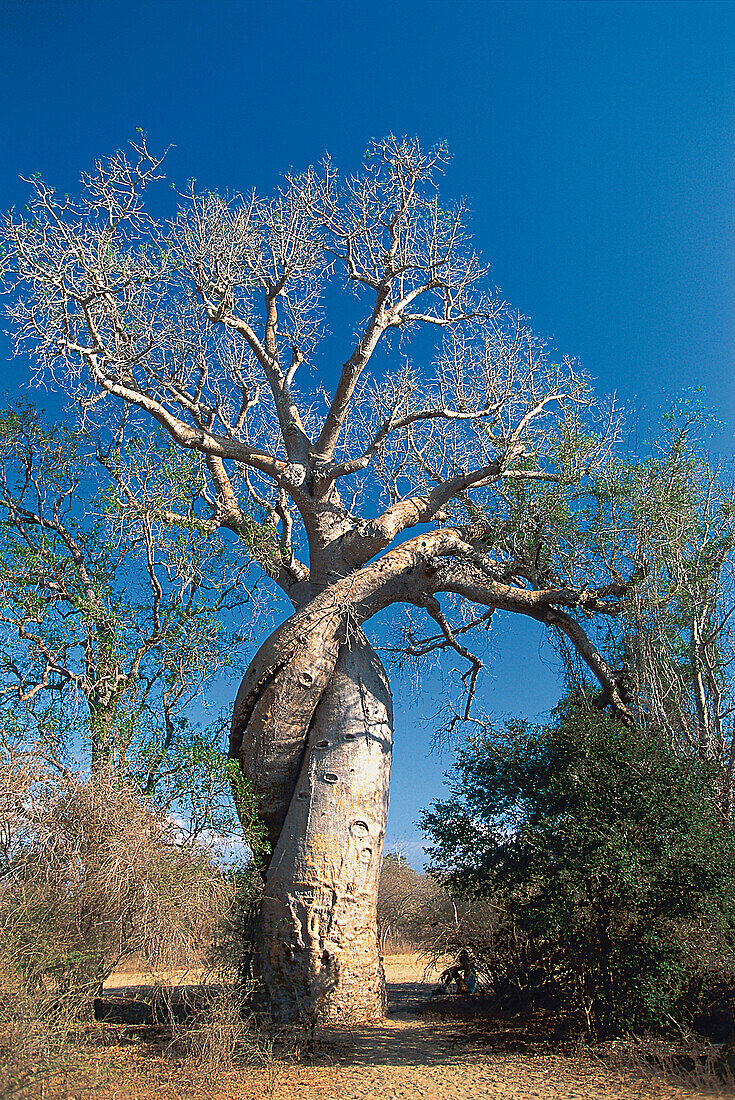 Baobabs near Morondava, West Madagascar