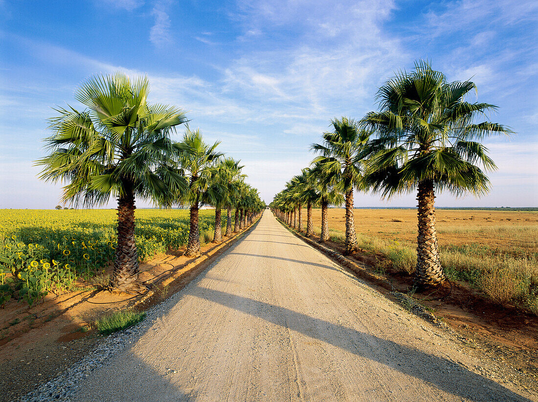 Palm tree avenue, countryside, Province of Huelva, Andalusia, Spain