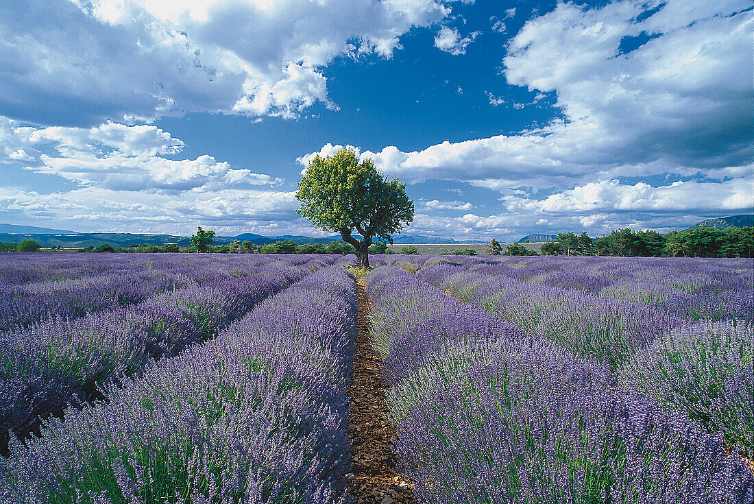 Lavendelfeld, Provence, Frankreich