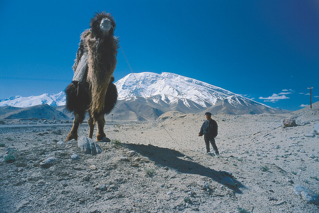 Bactrian Camel in the desert under blue sky, Pamir, Xinjiang, China
