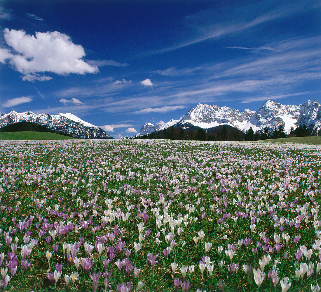 Wiese mit Krokussen, Nähe Gerold, Geroldsee, bei Mittenwald, Karwendelgebirge, Blick auf Soiernspitze, Wörner, Tiefkarspitze, Oberbayern, Oberes Isartal, Deutschland