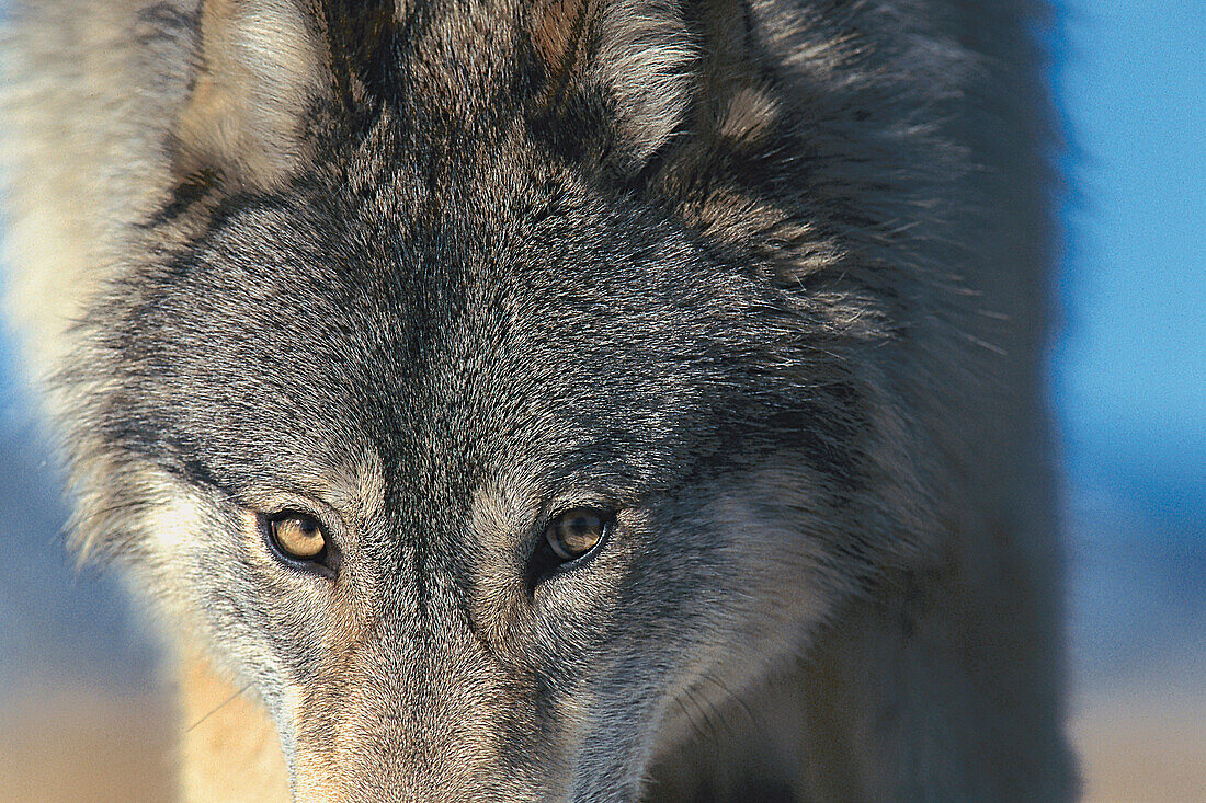 Close up of a grey wolf, Canis lupus, Wild animal, North America, America