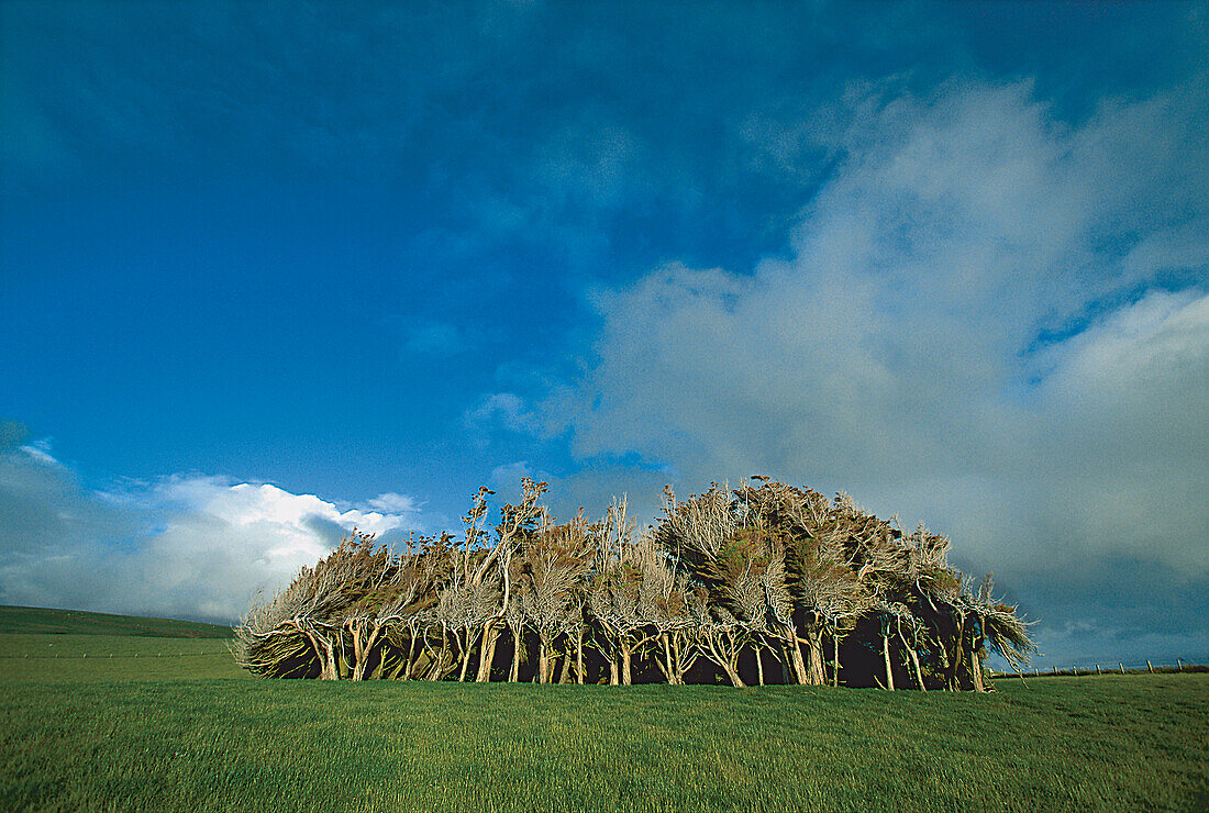 Windformed forest, New Zealand