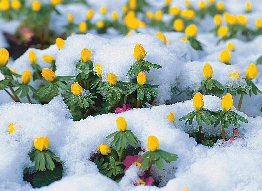 Blume, Winterlinge im Schnee