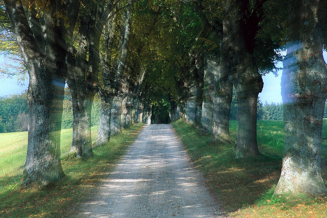 Linden parkway, Upper Bavaria, Germany