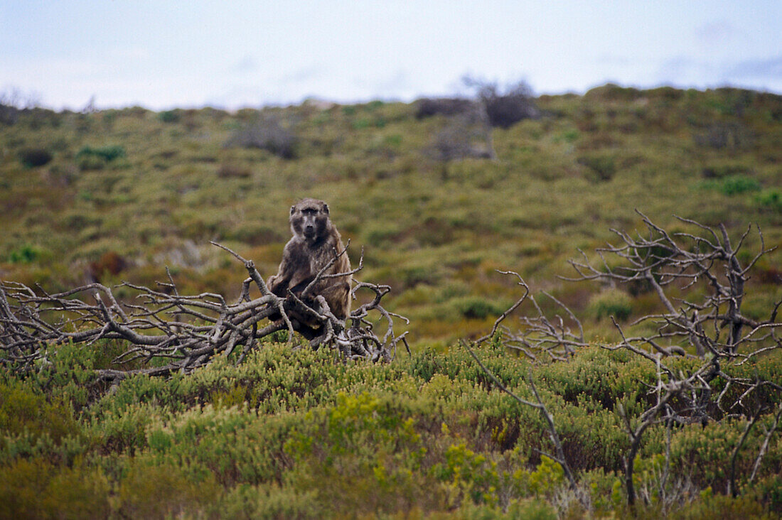 Baboon, Cape Nature Reserve, Cape Town South Africa