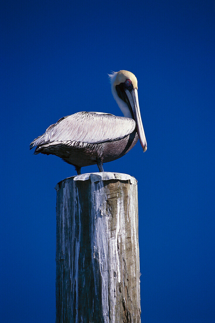 Pelican on a pier, Miami Florida, USA