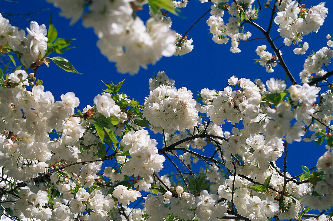 Apfelbaumblüte in Frühling, Notting Hill, London, England, Großbritanien