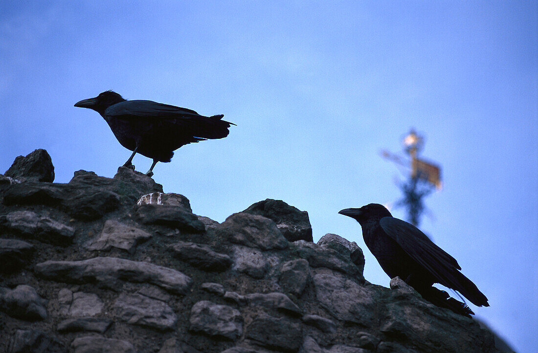Two ravens sitting on the battlements of the Tower of London, London, England, United Kindom