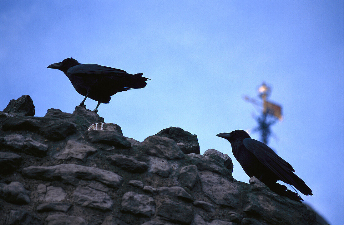 Zwei Raben sitzen auf den Zinnen des Tower of London, London, England, Vereinigtes Königreich