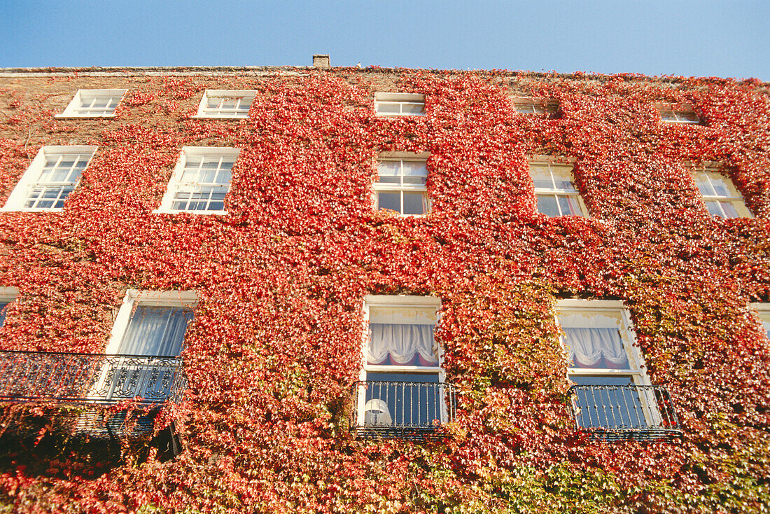 Mit Efeu bewachsene Fassade eines Hauses, Dublin, Irland