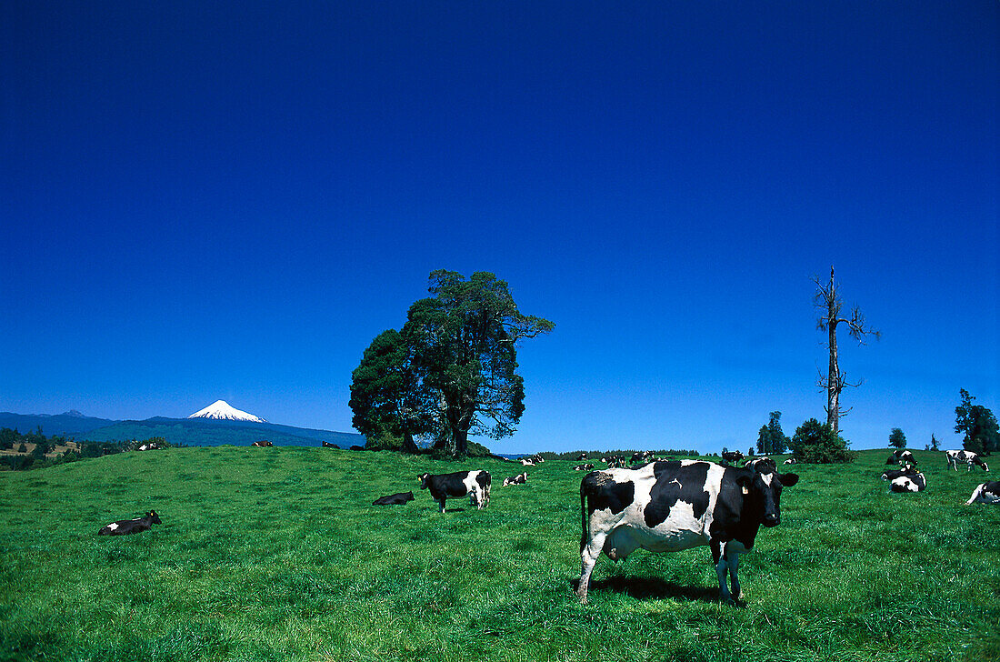 Cows out at feed, Orsorno volcano in the background, Lake District, Chile, South America, America