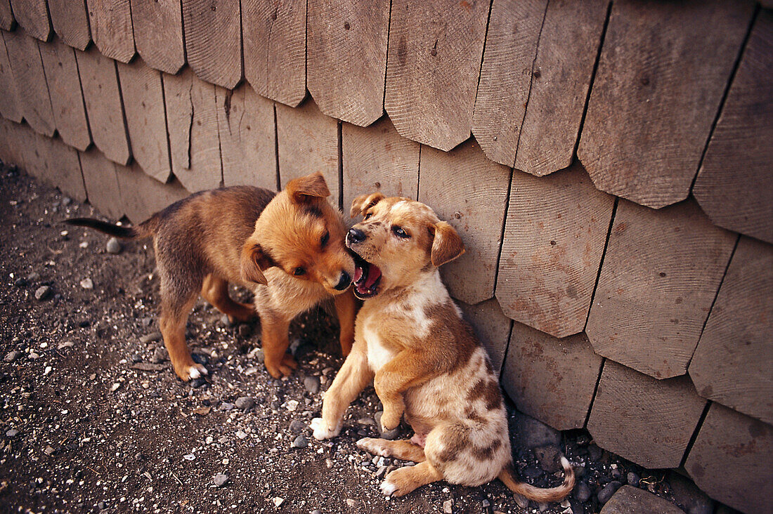 Puppies, Puerto Montt, Chile
