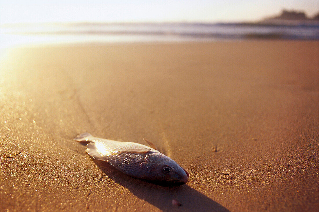 Gestrandeter Fisch liegt auf nassem Sand, Ilha Grande, Costa Verde, Brasilien
