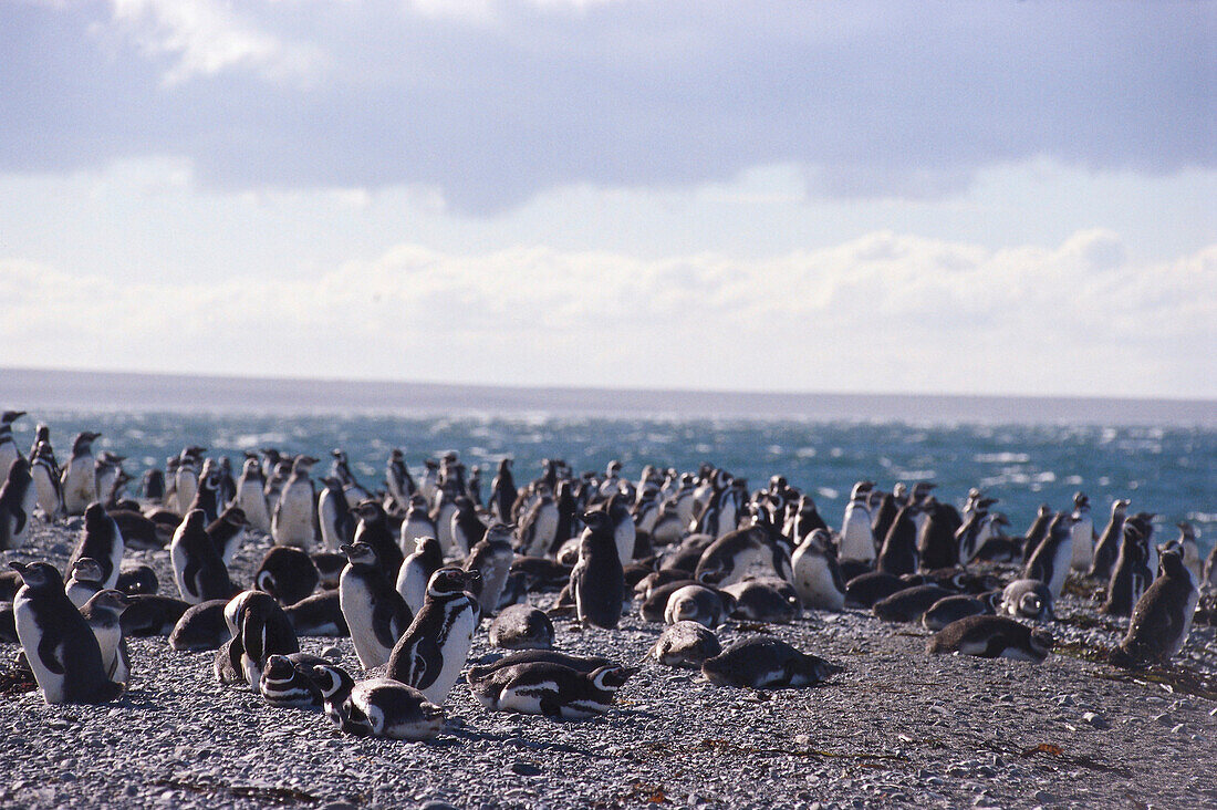 PenguinColony, Isla Magdelena, Tierra del Fuego, Chile