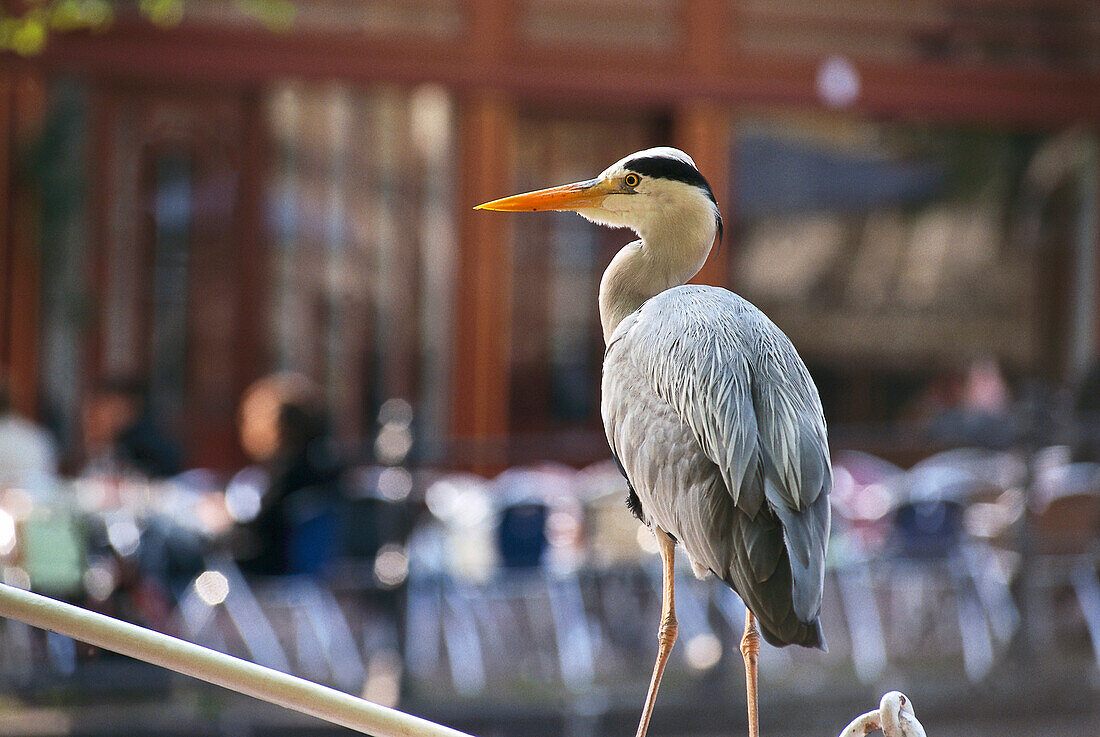 Grauereiher, Prinsengracht, Amsterdam, Niederlande