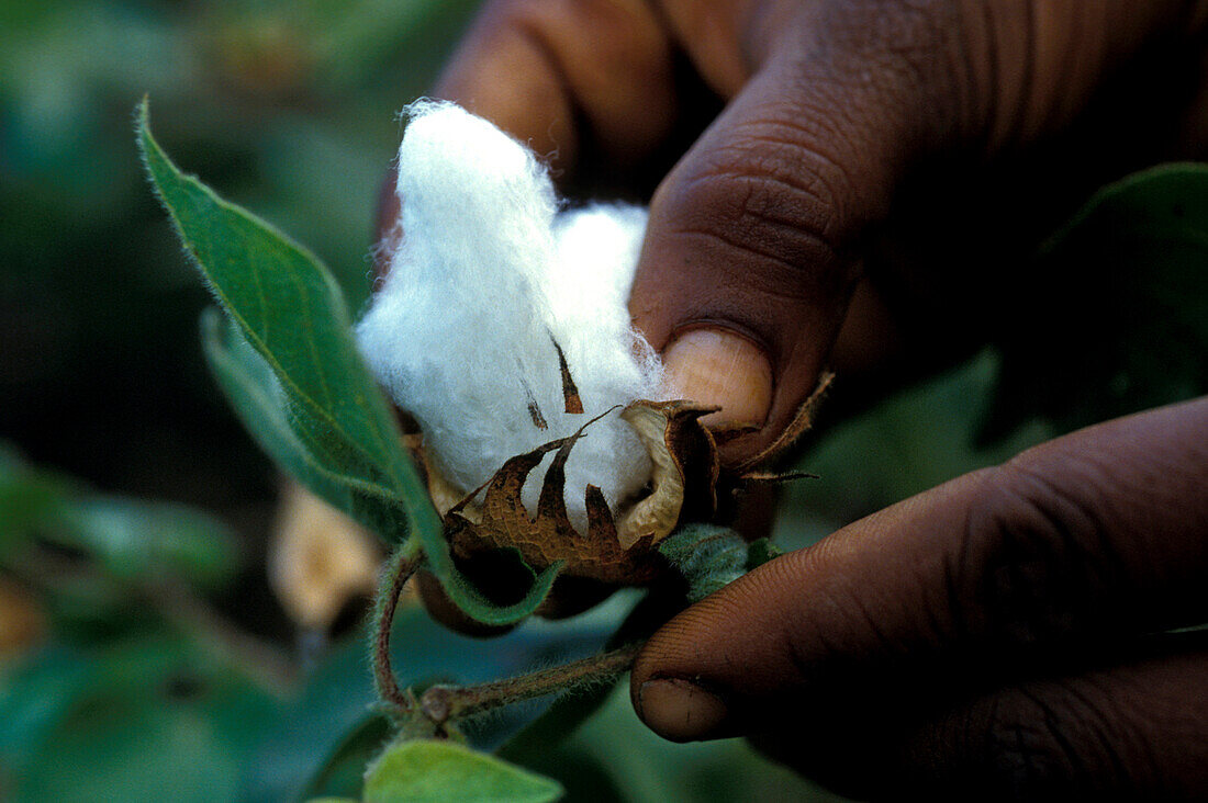 Cotton, India
