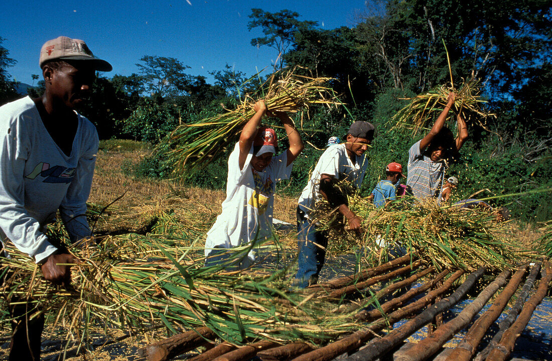 Children harvesting Rice, Goijas, Brazil, South America