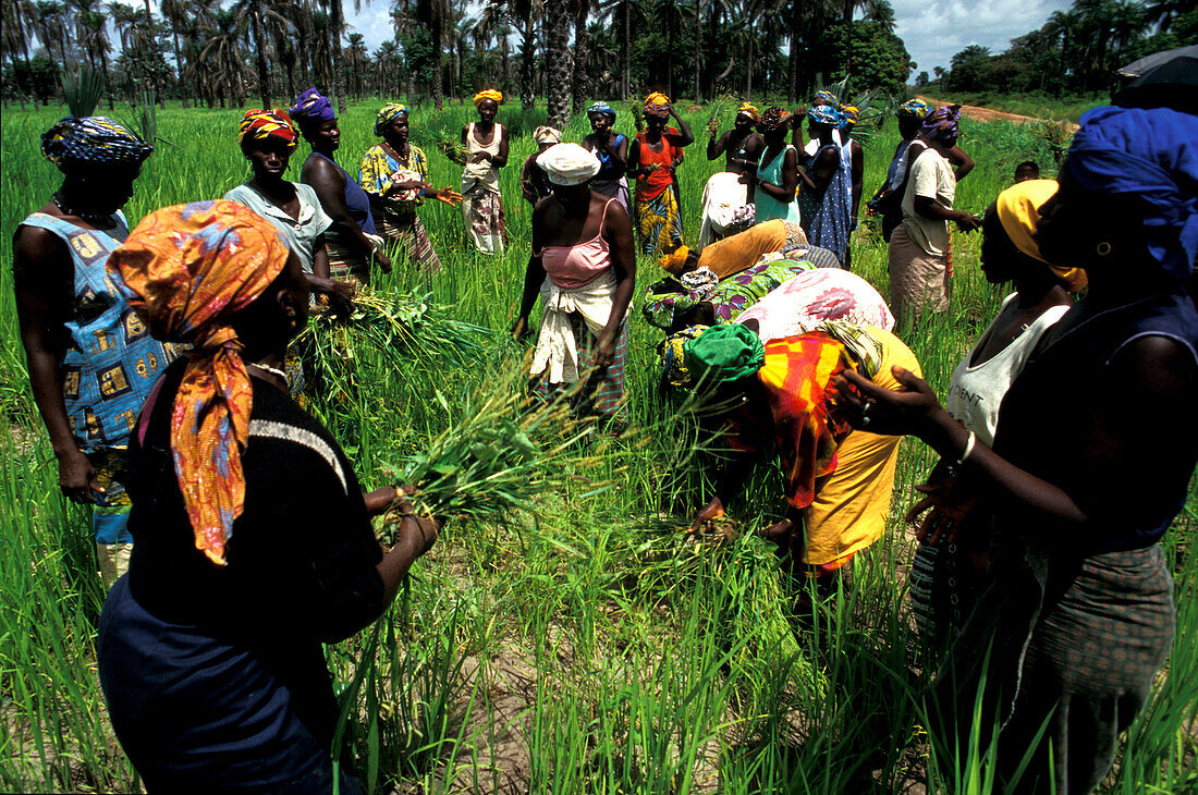 Women in field, Rice Crop Gambia, Africa