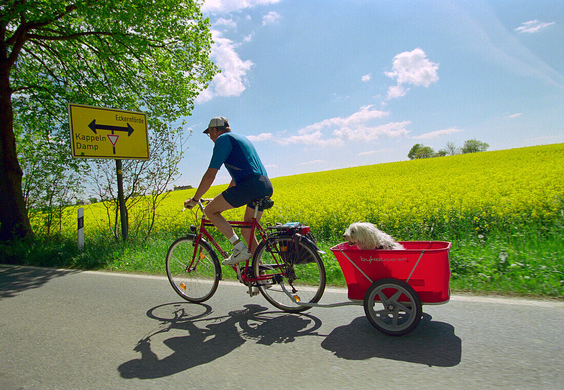 Fahradfahrer mit Hund im Anhänger neben Rapsfeld, Schleswig-Holstein, Deutschland