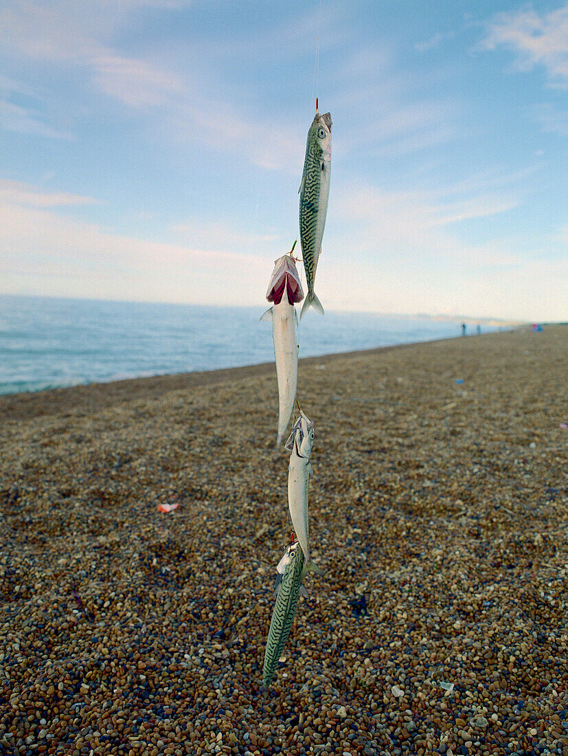 Caught fish hung up on the beach, Chesil Bank, Dorset, South England, England, Great Britain