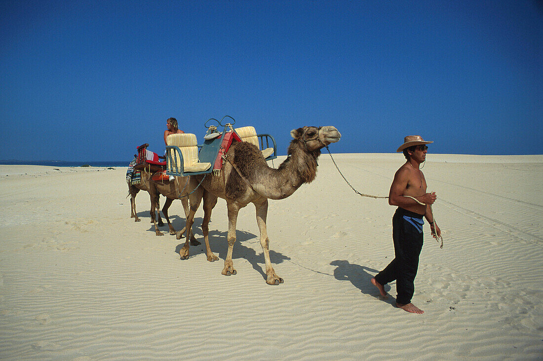 Kamelritt in den Dünen, Corralejo, Fuerteventura Kanarische Inseln, Spanien