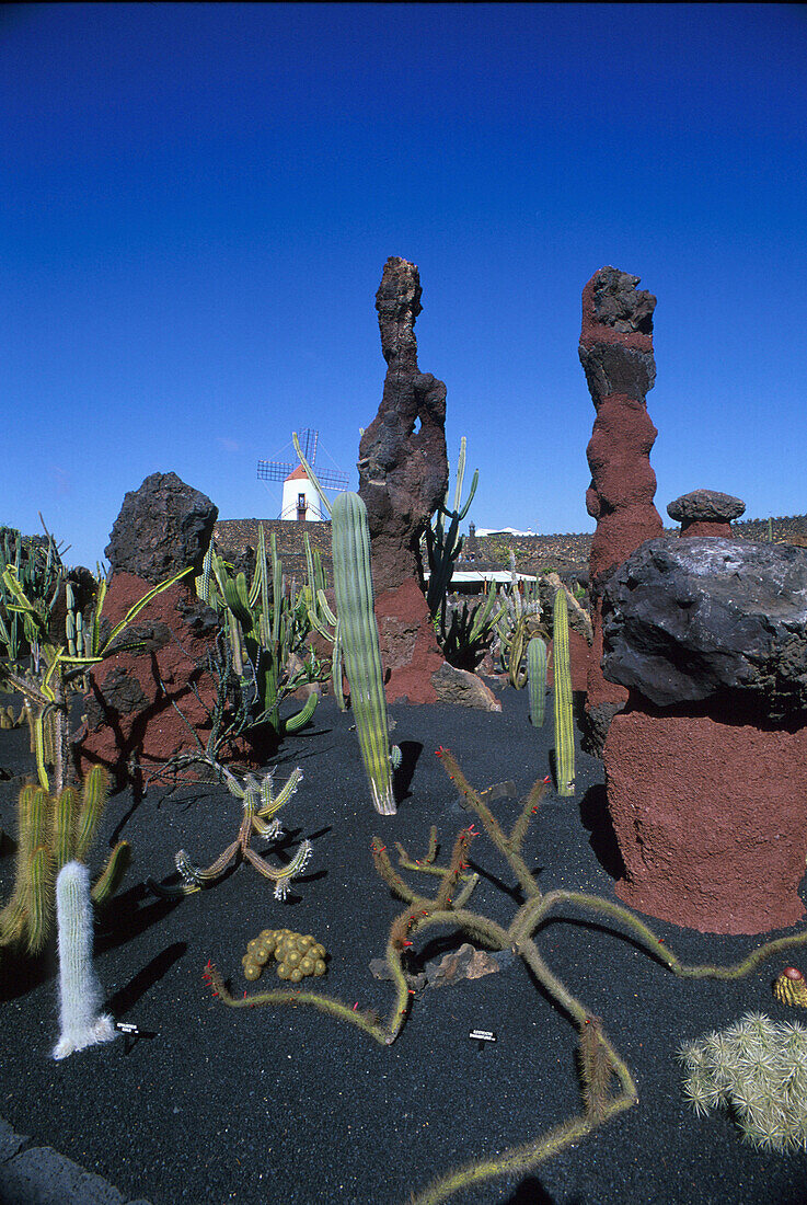 Kakteengarten v. Cesar Manrique, Guatiza, Lanzarote Kanarische Inseln, Spanien