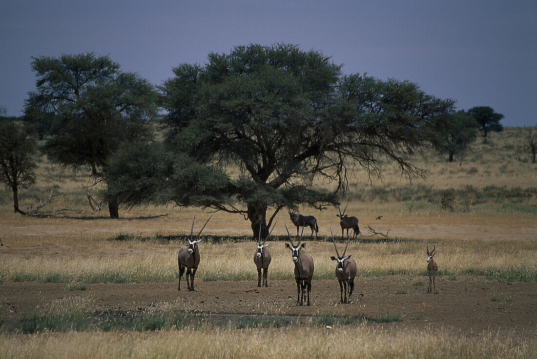 A group of gemsboks at Kalahari Transfrontier Park, South Africa, Africa