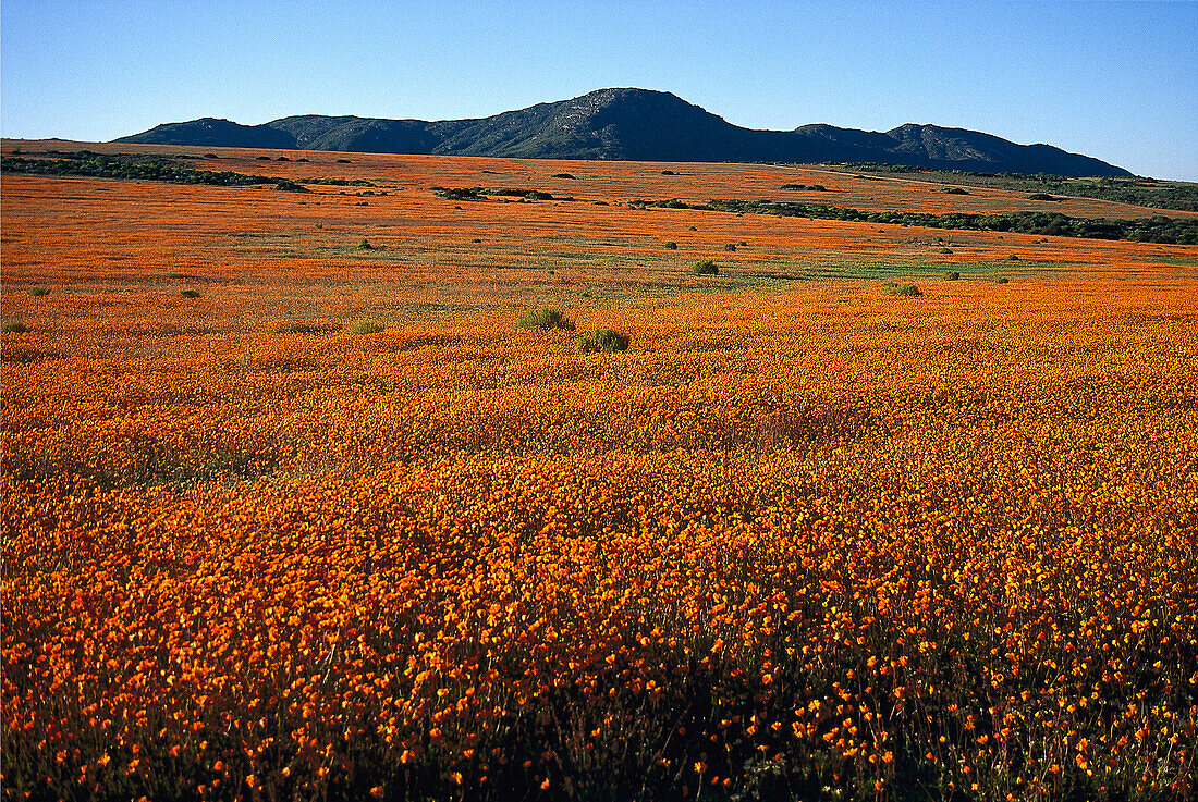 Frühlingsblüte, Nordkap, Namaqualand, Südafrika
