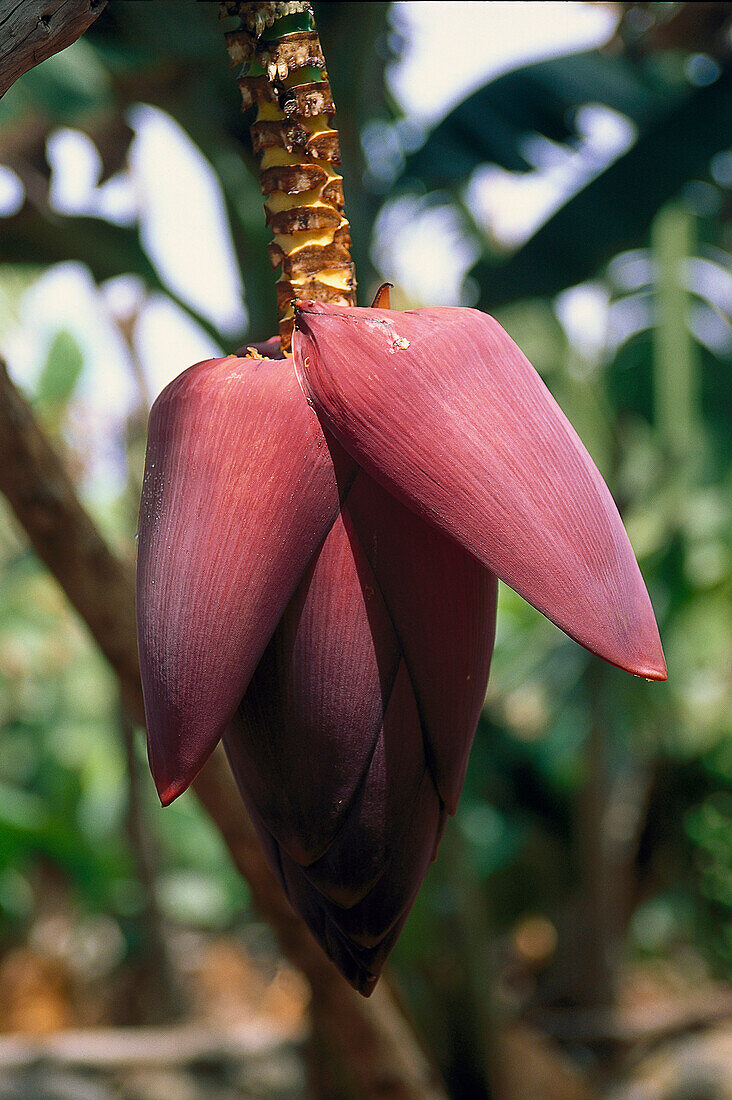 Banana Blossom, Plantation, Tazacorte, La Palma Canary Isl., Spain