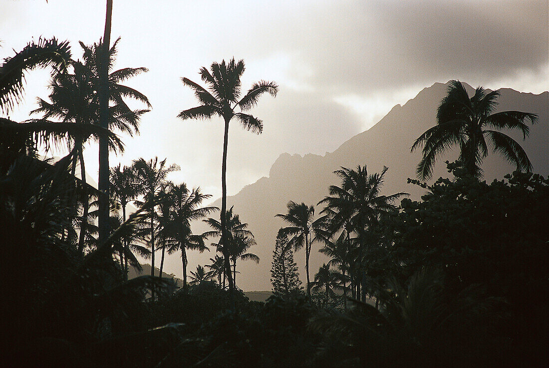 Palmen vor Bergen unter grauen Wolken, Lanikai Beach, Oahu, Hawaii, USA, Amerika